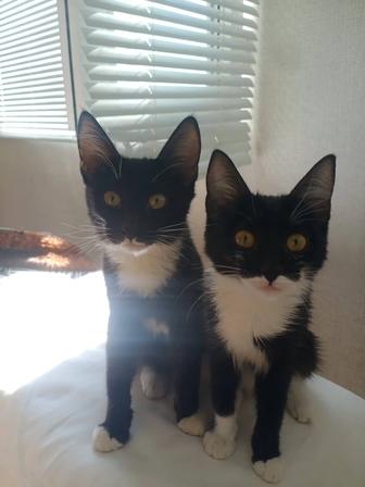 Котенок отдам даром