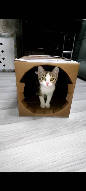 Котенок девочка 4 месяца ищет дом