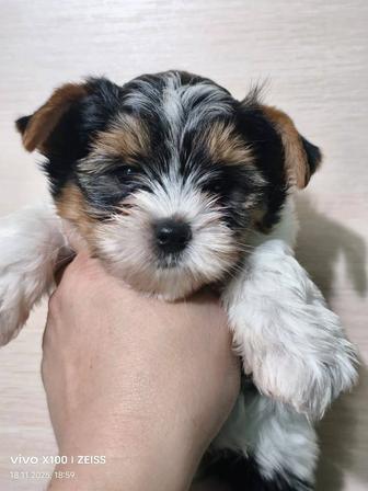 Продам щенка бивера.