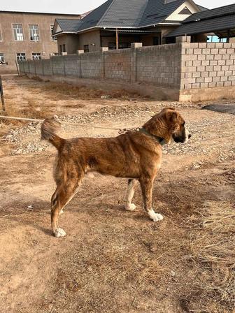 Күшік сатылады