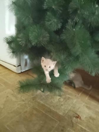 Котята даром