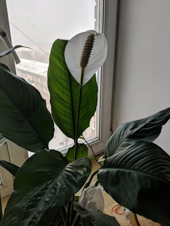 Цветок женское счастье