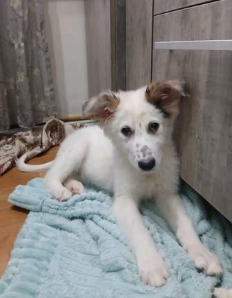 Отдам щенков