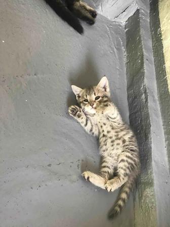 Котята