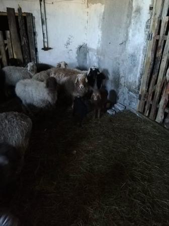 Продажа Баранов не дорого