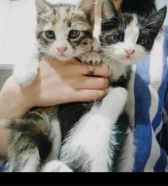 Отдам котят бесплатно в хорошие руки!