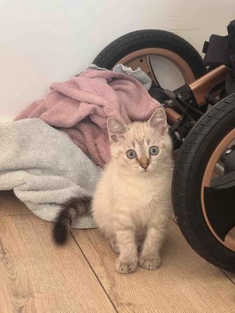 Котик бесплатно, отдам в хорошие руки