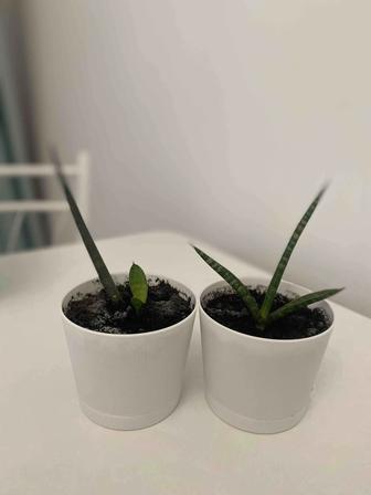 Сансевиерия цилиндрическая Твистер/комнатные растения/ Sansevieria