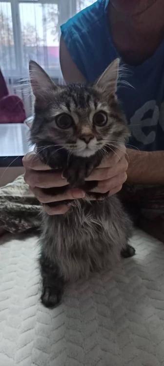 Сибирский котенок ищет дом