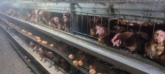 В продаже куры несушки.