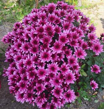 Хризантема