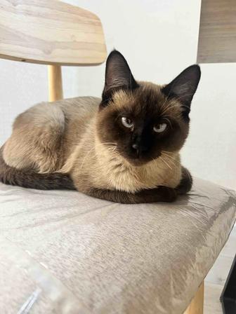 Кошки