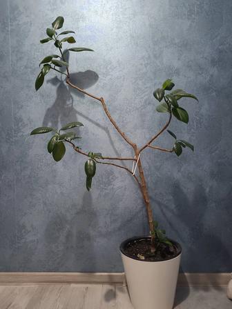 Продам цветы живые