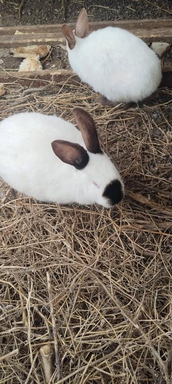 Продам калифорнийских кроликов - 6 шт