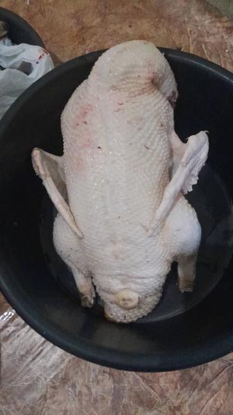 Тушки домашней птицы