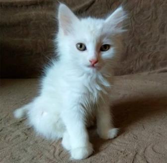 Белые котята
