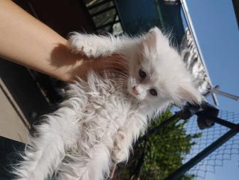 Белые котята