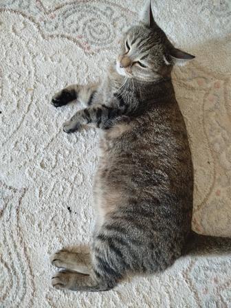 Отдам в хорошие руки кошку