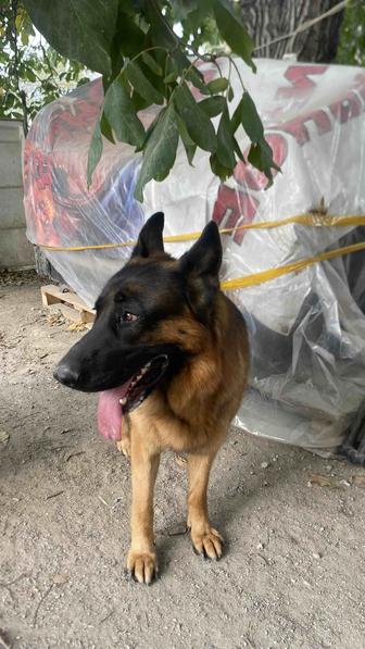 Щенки немецкой овчарки