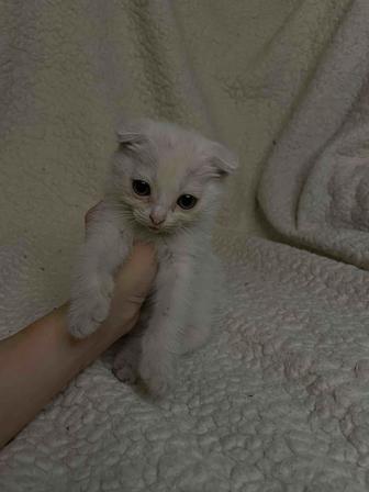 Продам вислоухого котенка