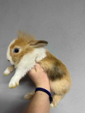 Кролики декоративные зайчики