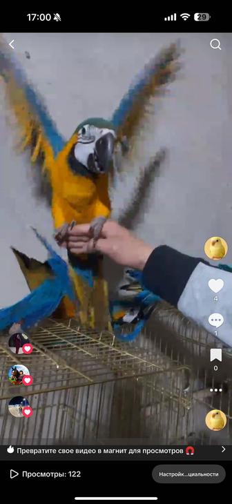 Продается попугай ара