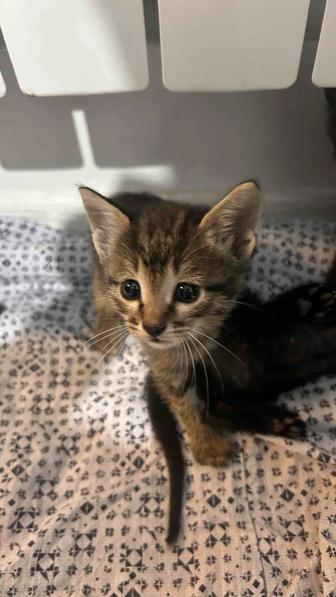 Котята в хорошие руки