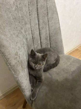 Продам котенка чистокровной британской породы