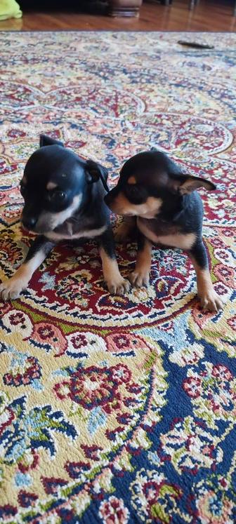 Щенки той терьера