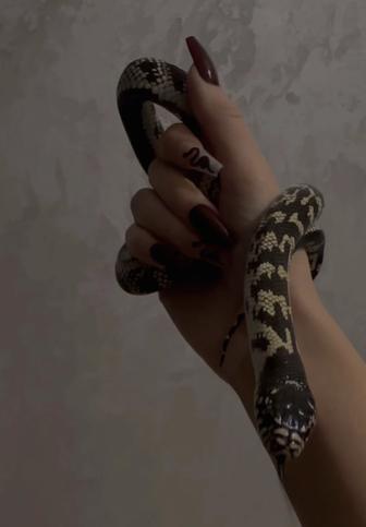 Королевская Калифорнийская змея взрослая( три года) самка