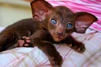 ОриентальныйКотёнок