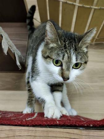 Дом для кошки