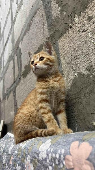 Отдам котенка