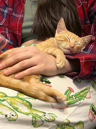 Отдаем котенка в хорошие руки