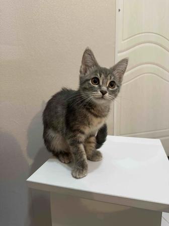 Котята с документами! Чипированные!