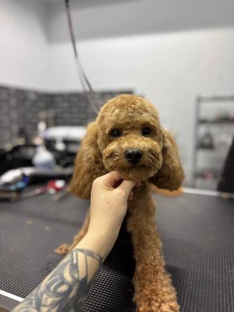 Продам той пуделя