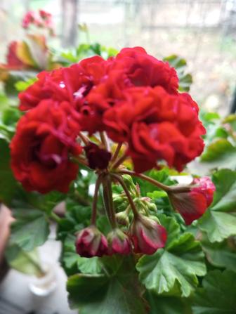 Герань розебудная