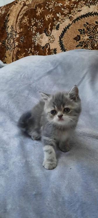 Продается котенок девочка Скоттиш страйт