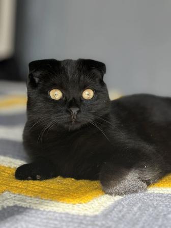 Кошечка красотка