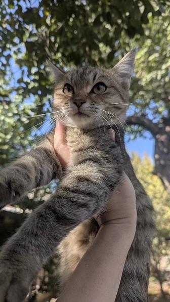 Котик в добрые руки