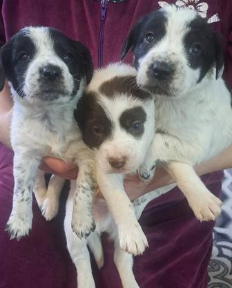 Русский спаниель