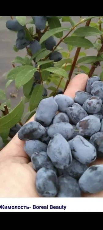 Жимолость и ирга канадская