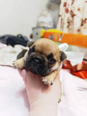 Продам щенков французского бульдога (Бронь)