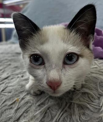 Отдам котенка