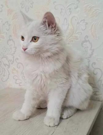 Кошка Белка
