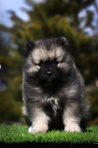 Кеесхонд Единственный помет в Казахстане Эксклюзивные щенки ВольфШпица