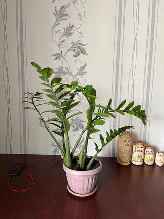Продается долларовое дерево