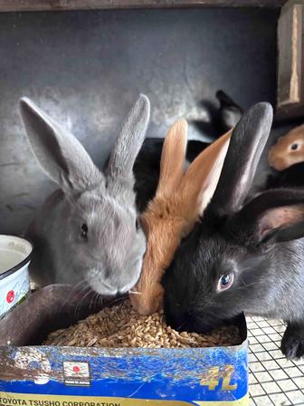 Кролики 2,5 месяца