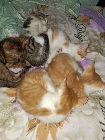 Отдам котят в хорошие руки