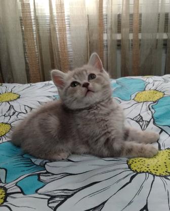 Мальчик. Скоттиш страйт.